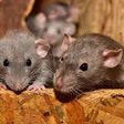 How rats can treat your infertility and protect you spiritually