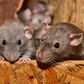 How rats can treat your infertility and protect you spiritually
