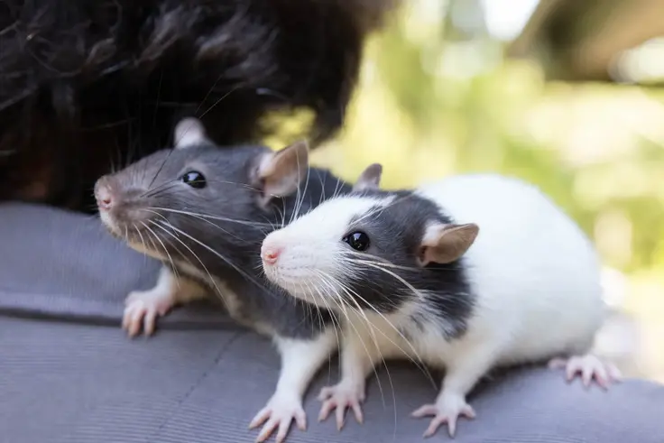 Meet the world’s most expensive rats