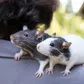 Meet the world’s most expensive rats