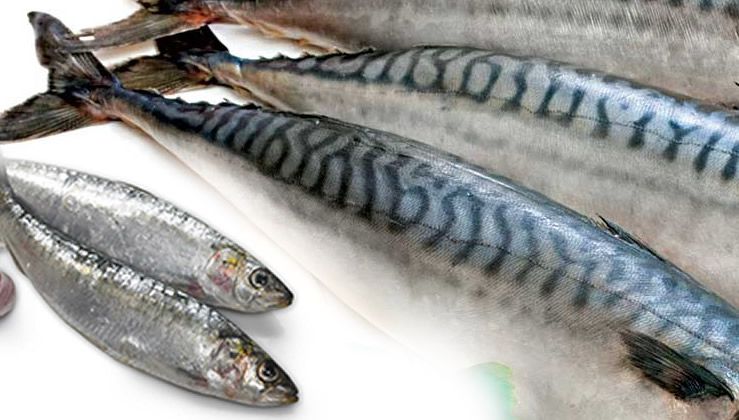 Titus Japanese Mackerel Whole Fish