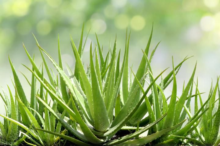 How to grow aloe vera plant indoors