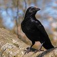 Why you should never offend a crow
