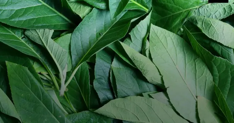 fresh, vibrant green bitter-leaf (Vernonia amygdalina)