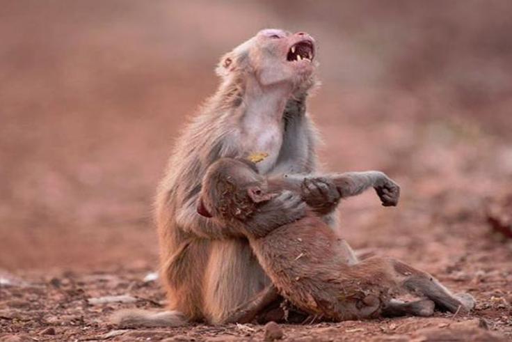 5 animals that mourn their dead, just like humans