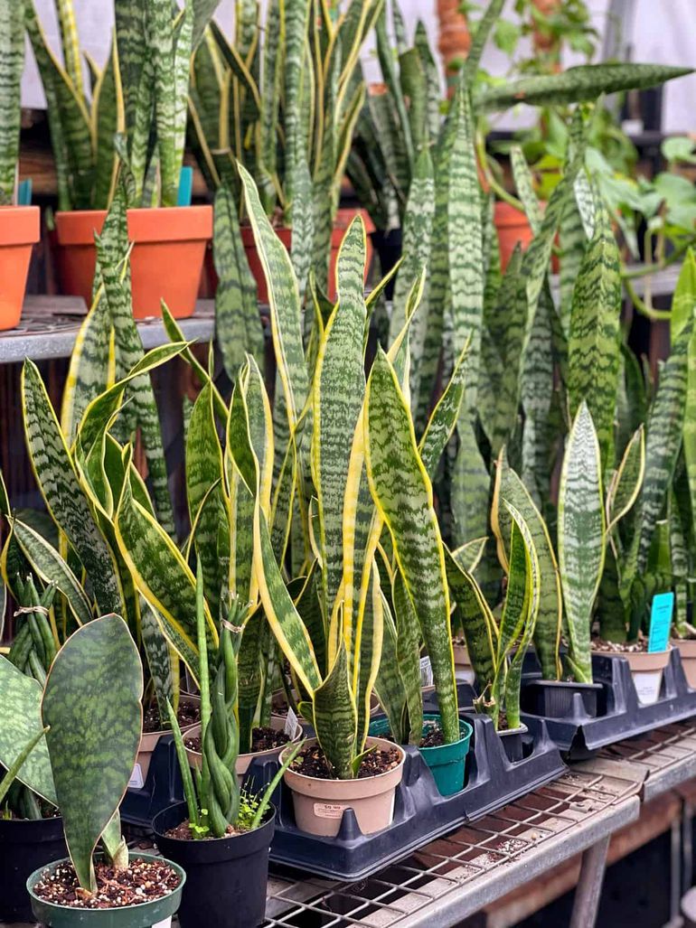 Snake-Plant