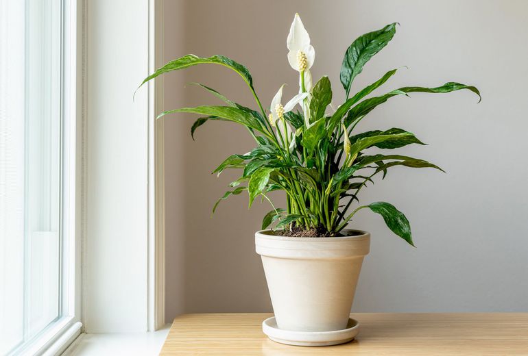 Peace-Lily-Plant
