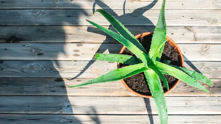 Aloe-Vera-Plant