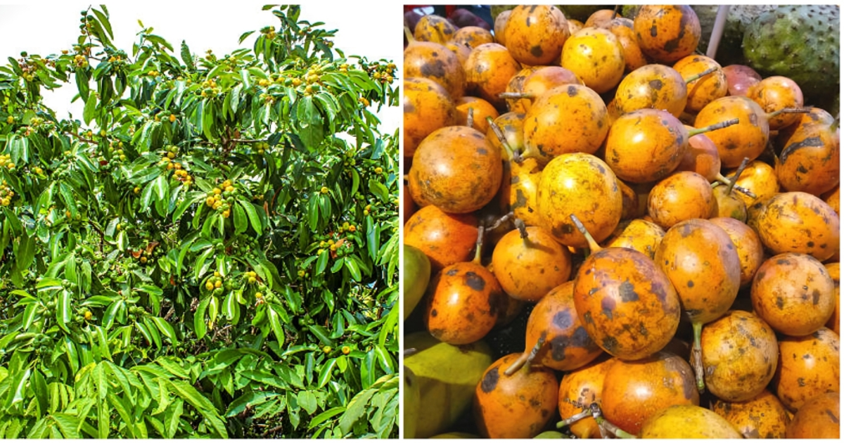 Udara Tree: The Sacred Tree You Dare Not Pluck From or Cut Down | Pulse ...