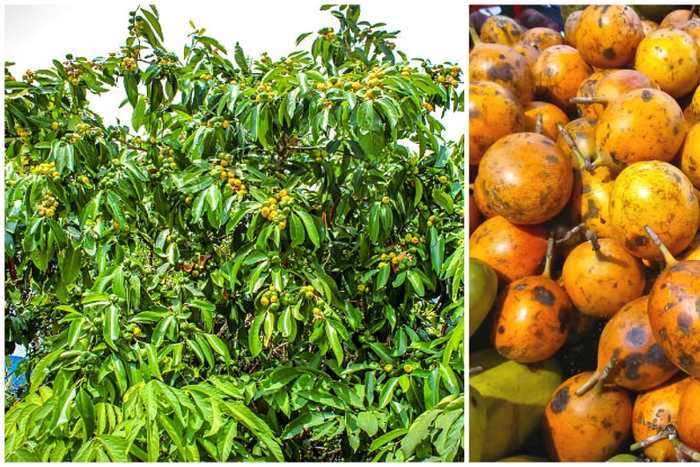 Udara Tree: The Sacred Tree You Dare Not Pluck From or Cut Down