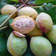 12 indigenous Nigerian fruits that are slowly disappearing