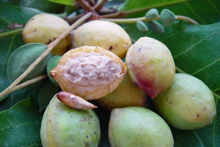 12 indigenous Nigerian fruits that are slowly disappearing