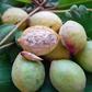 12 indigenous Nigerian fruits that are slowly disappearing