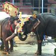 Elephant turns violent at India festival, injures over 20 and causes panic