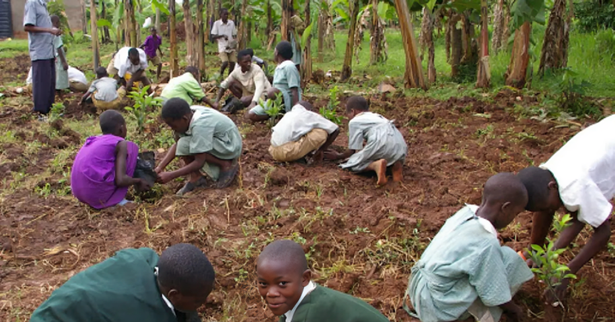 Plant a tree, win ₦2.5m: Lagos launches campaign as resident