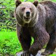 Japan city closes nearly 100 schools as bear roams streets for days