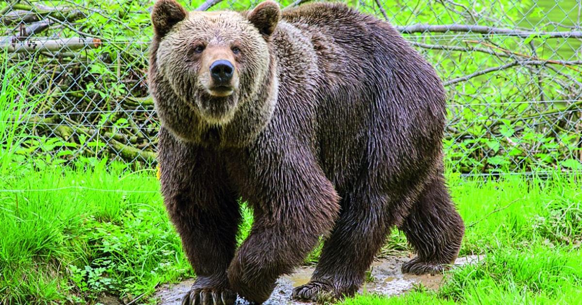 Japan city closes nearly 100 schools as bear roams streets f
