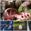 They let vultures eat their dead, and 4 other funeral methods around the World