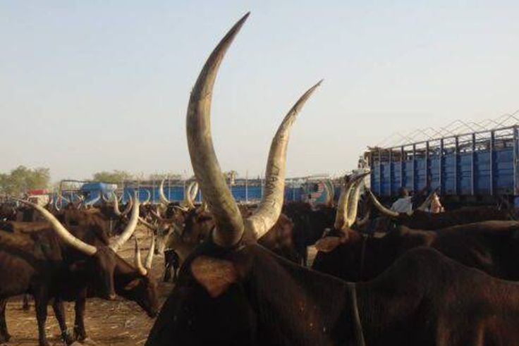 Okada man killed, huts burnt in fresh Ogun border clash