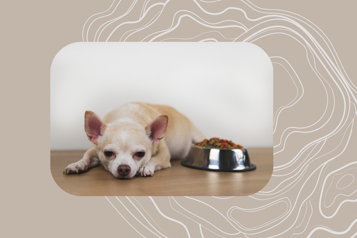 7 Best Dog Food For Healthy & Fast Growth