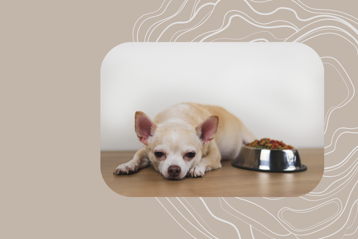 7 Best Dog Food For Healthy & Fast Growth