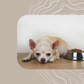 7 Best Dog Food For Healthy & Fast Growth