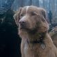 A Dog Has Written a Letter Demanding Oscar Nomination for Animal Actors