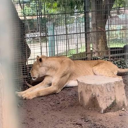 A live lioness stretching out on the dirt floor next to a short concrete tree stump inside a wire mesh cage.