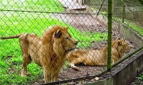 Live male lions resting inside a wire-mesh zoo enclosure.