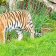 A man walked into a tiger’s enclosure and never came out, now the world is debating the animal’s fate