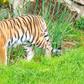 A Tiger killed a Man at a UK Zoo, now people are debating if the Animal should be put down