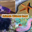 5 creatures that can live without a heart 