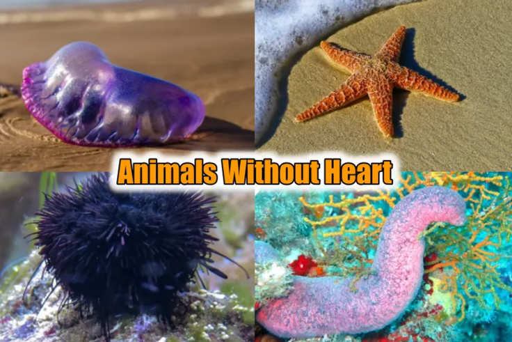 5 creatures that can live without a heart 