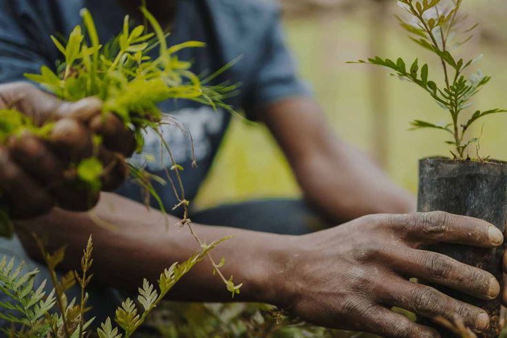 Ondo Ambassador urges lovers to plant trees on Valentine’s Day for greener future