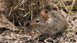 lassa-fever-outbreak