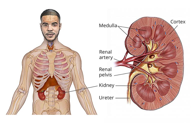 A medical illustration showing the location of the kidneys in the human torso and a detailed cross-section of a kidney identifying the cortex, medulla, and renal pelvis.