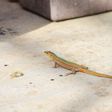 The simplest and safest ways to get a lizard out of your house