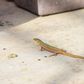 The simplest and safest ways to get a lizard out of your house