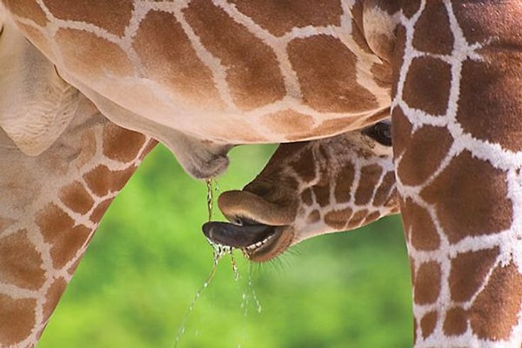 5 animals with wilder sex lives than you