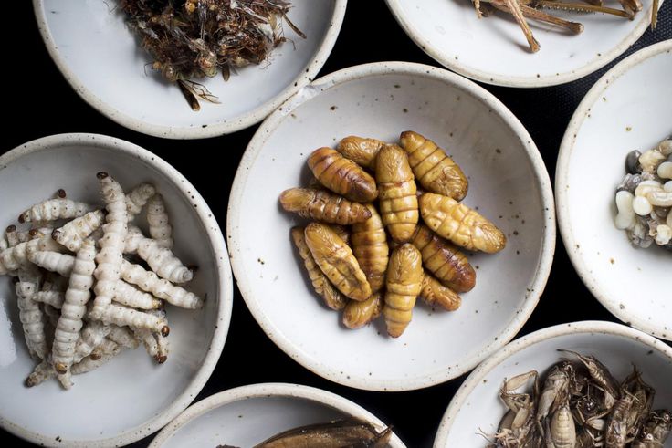 Hardship: Eat cheaper proteins like insects, frogs if you can’t afford chicken - Experts