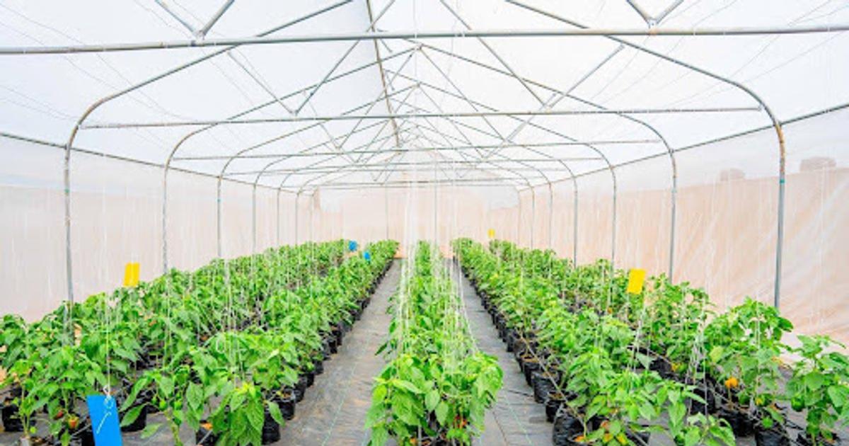 Ogun State Transforms Agriculture: From ₦7,000 Stipends to ₦10 Million Youth Grants