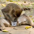 Did you know monkeys in Bali use stones as sex toys?