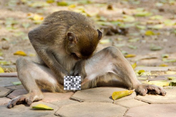 Did you know monkeys in Bali use stones as sex toys?