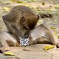 Did you know monkeys in Bali use stones as sex toys?