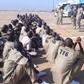 After years of insurgency, FG begins mass prosecution of over 500 Boko Haram suspects (see full details)