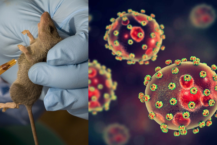 Lassa Fever Death Toll Hits 109 as Bauchi State, Ondo State Lead Outbreak