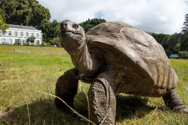 Jonathan the tortoise explores his spacious grounds outside Plantation House, the official governor's residence on Saint Helena.