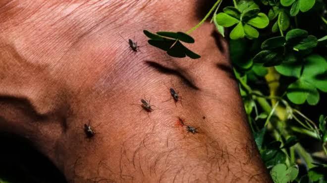 A mosquito preparing to bite a person's wrist.