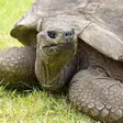 Meet Jonathan: The 194-year-old tortoise who is the oldest living land animal