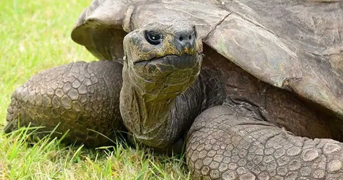 Meet Jonathan: The 194-year-old tortoise who is the oldest living land animal